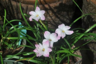 风雨兰的种植方法