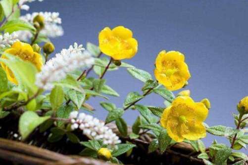 金丝梅的养殖方法和注意事项介绍，金丝梅这样养开花更长久
