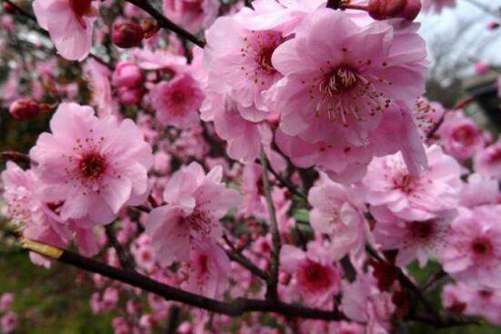 美人梅的养殖方法，一定要注意这点，别等花花死了去后悔