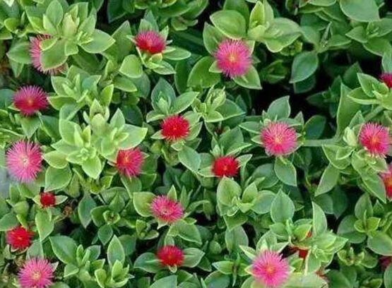 牡丹吊兰冬天怎么养，做好这五点可安然过冬