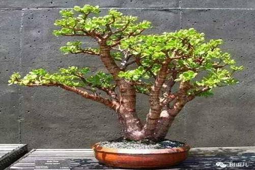 金枝玉叶怎么养？做好这五点，不出3个月金枝玉叶枝肥叶壮