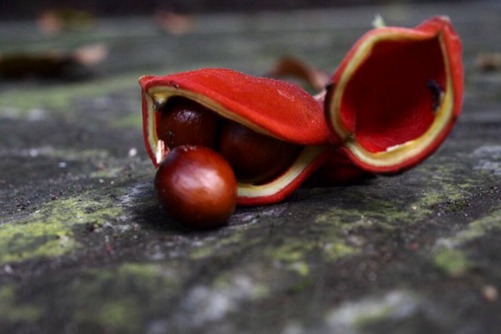 凤眼果的功效与作用，能和胃消食和解毒杀虫