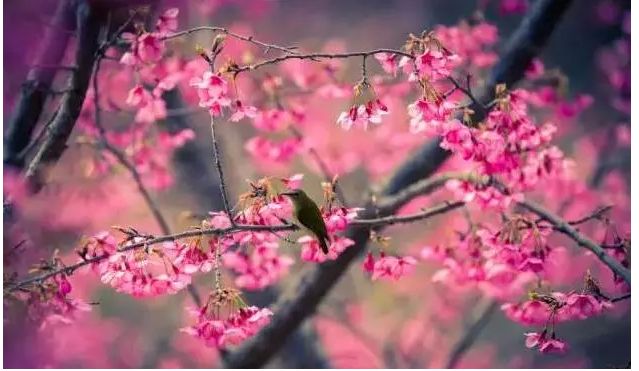 樱花花语：山樱花和西洋樱花花语各是什么呢？