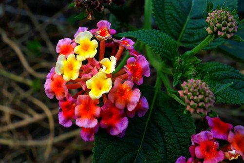 五色梅有毒吗？家中能养殖五色梅吗