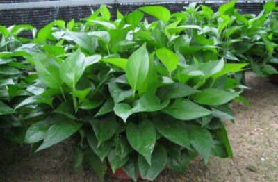 怎么让绿萝爆盆 绿萝养爆盆的方法