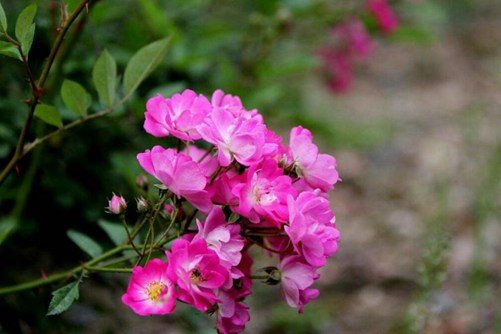 蔷薇花的花语是什么， 不同颜色的蔷薇花分别代表什么意思