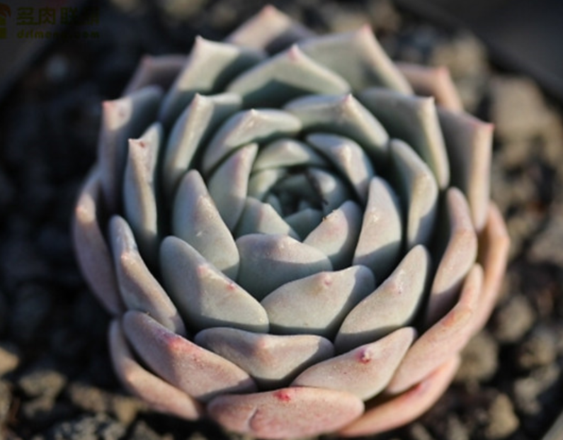 爱神多肉的养殖方法，带爱神回家，愿执子之手与子偕老