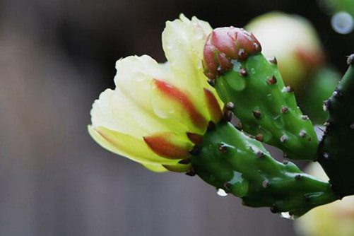 仙人掌做法，仙人掌不一样的美食 不一样的烟火