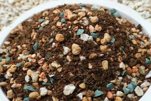 多肉植物养殖使用普通土可以吗?最好用专用的多肉养殖土