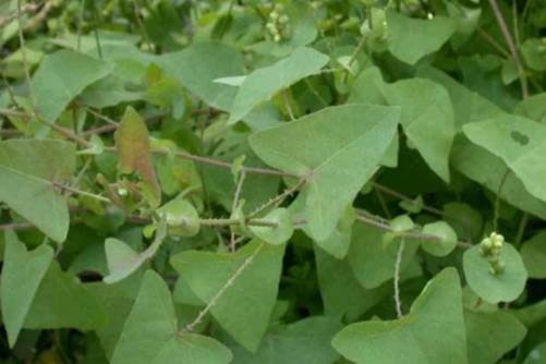 杠板归的功效作用，杠板归 身披细刺蛇不过，清热解毒除水肿