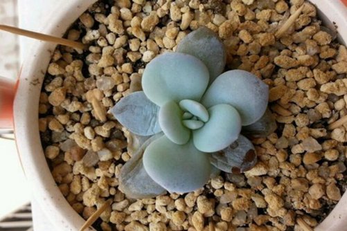 多肉叶片化水 多肉叶片化水这样处理,只要一周叶子就翠绿了