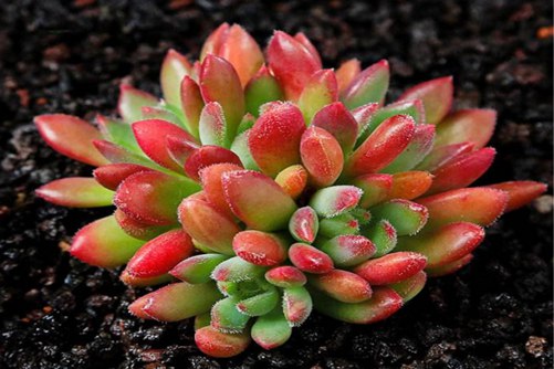 红唇多肉怎么养?它是多肉界妖艳女王,销魂的外表让人难把控