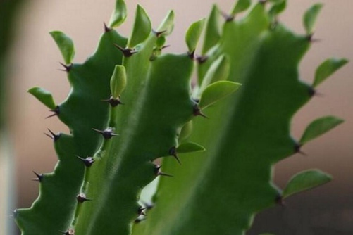 多肉植物有毒吗?哪些多肉植物有毒