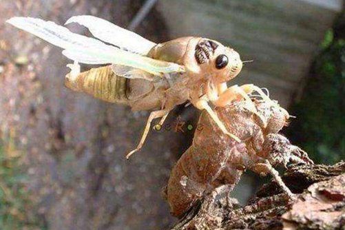 蝉衣的功效与作用，蝉衣是一味常用的中药你知道吗？