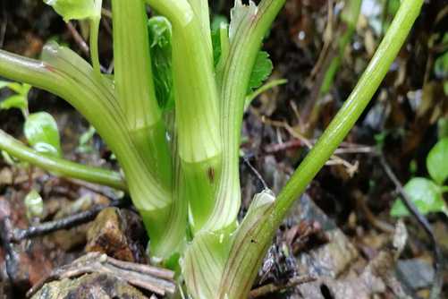 水芹菜的养殖方法，注意这几点，阳台也可以种
