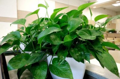 怎么让绿萝茂盛