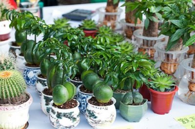 元宝树怎么养？元宝树的养殖方法和注意事项