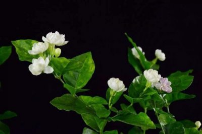 茉莉花的养殖方法和注意事项