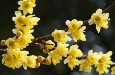 腊梅开花后怎么养护