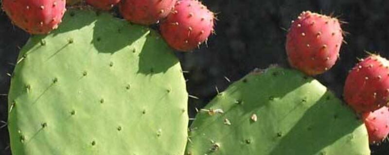 仙人掌特点