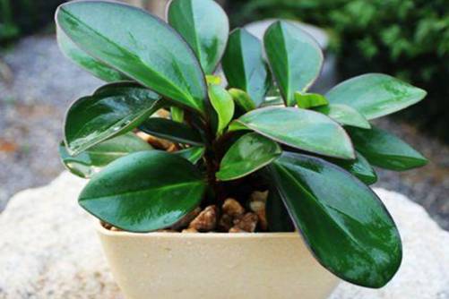 碧玉的养殖方法，只要注意以下几点 叶片又密又肥厚