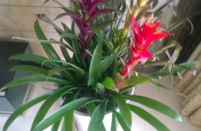 刚买的鸿运当头怎么养