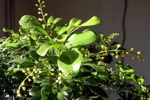 米仔兰怎么养，做好这几点米兰花开繁茂 香气袭人