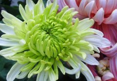 菊花花语大全，其中雏菊花语含义最完美