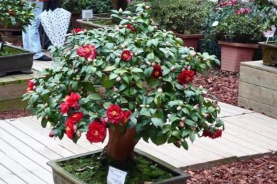 茶花冬天怎么养？