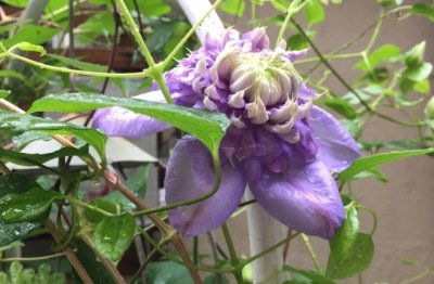 铁线莲怎么养才好