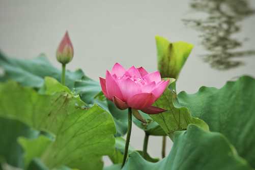 荷花图片，幸福湾的荷花、睡莲都开了