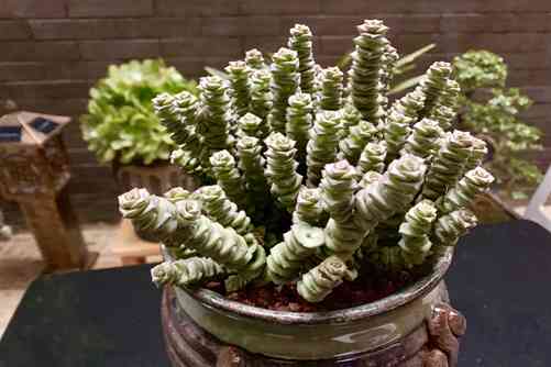 钱串子的养殖方法，这样养殖钱串又肥又壮还爆盆