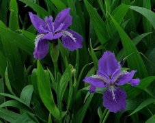 鸢尾花花语是及鸢尾花的寓意传说