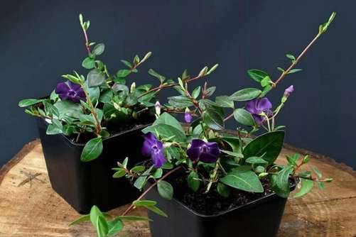 花叶蔓长春什么时候开花，花叶开四季，藤蔓绕长春