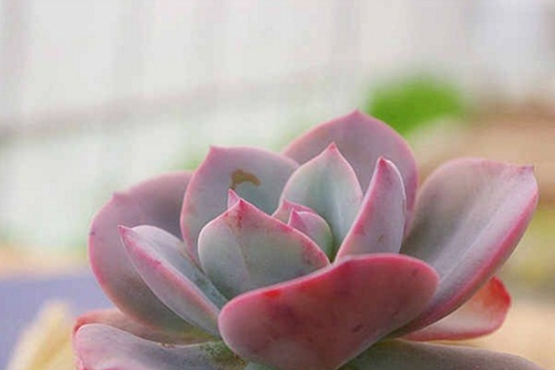 多肉植物白凤的繁殖方法 夜来白凤下天潢,幻得人间玉样光