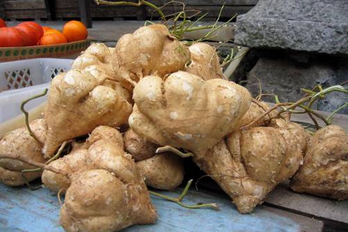 凉薯的营养介绍和食用注意事项，清脆爽口果，肉清甜你吃过了吗