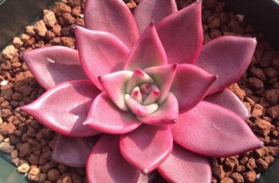 血罗多肉的养殖方法