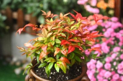 南天竹怎么养 南天竹的养殖方法