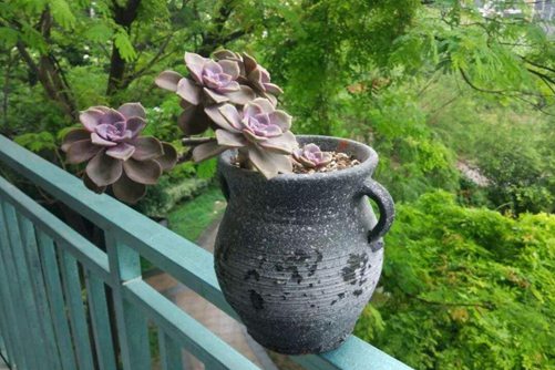紫乐多肉植物怎么养？多肉紫乐养护做好下面几点最易爆盆和出色