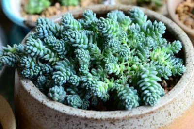 九种非常容易养的多肉植物，一不小心就爆盆！