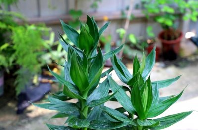 富贵竹怎么养长得快茂密