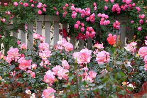 蔷薇花花期有多长？一般什么时候开花