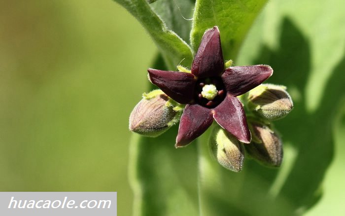 白薇图片，带您认识漂亮的白薇花