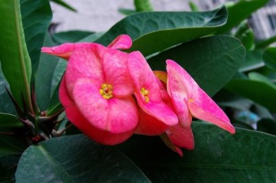 虎刺梅怎么养？虎刺梅的养殖方法和注意事项