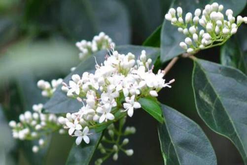 山指甲树的药用价值，山指甲树的功效和作用居然还有这些