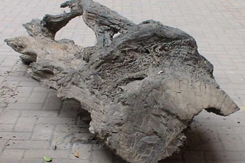 阴沉木图片，阴沉木 万木之灵，灵木之尊