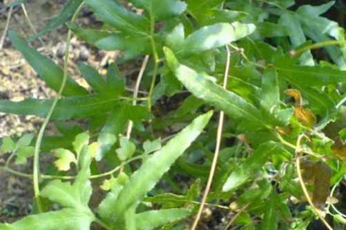 海金沙的功效与作用？结石患者不妨试试，有惊喜哦