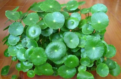 铜钱草为什么长得又细又高