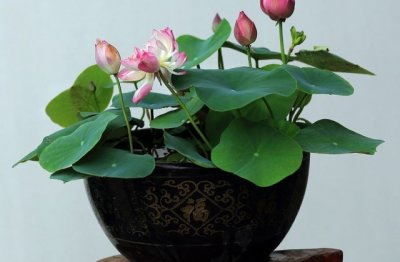 盆栽花卉怎么养