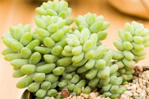 龙骨玉坠和新玉缀的区别，看看你买的是龙骨玉坠还是新玉缀